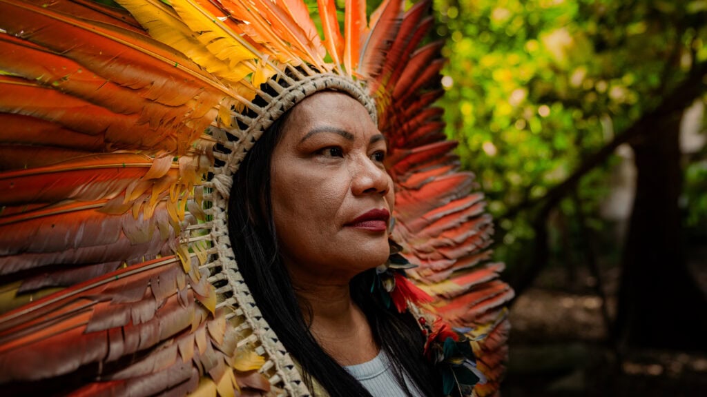 Vozes da floresta em conquista