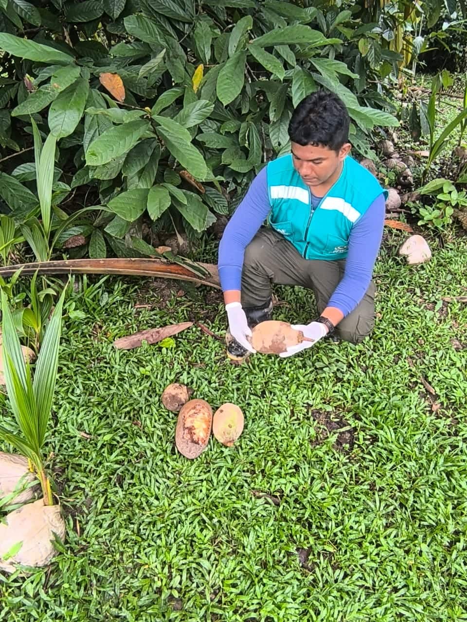 Idaf investiga caso suspeito de monilíase em Marechal Thaumaturgo e reforça medidas de controle no Juruá